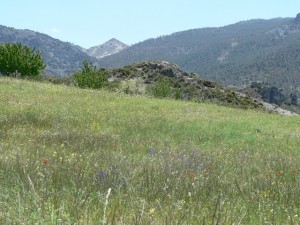 Spring flowers