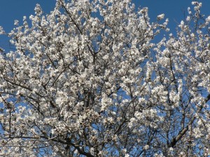 Almond blossom